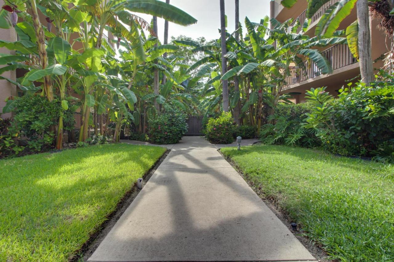 Beachview Condominiums: Palm Tree Pathway South Padre Island Exteriör bild